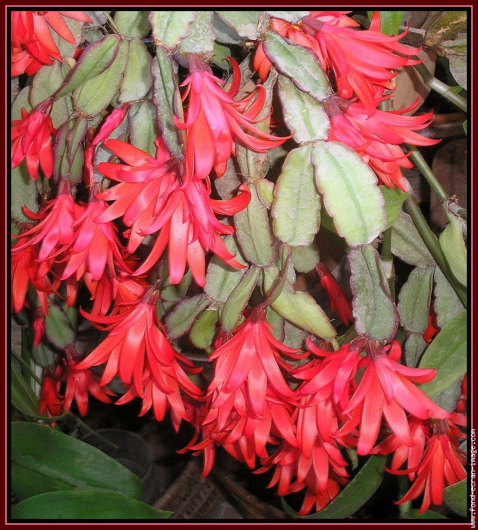 Schlumbergera Bridgesii